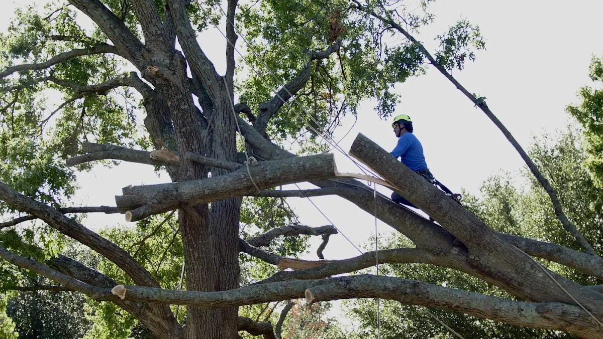 Professional Crown Thinning performed by certified arborists in Universal