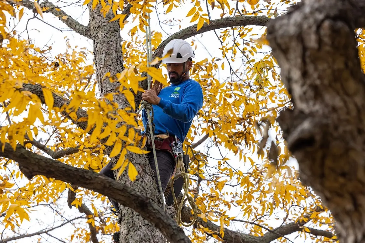 Skilled Tree Transplanting crew working in Universal